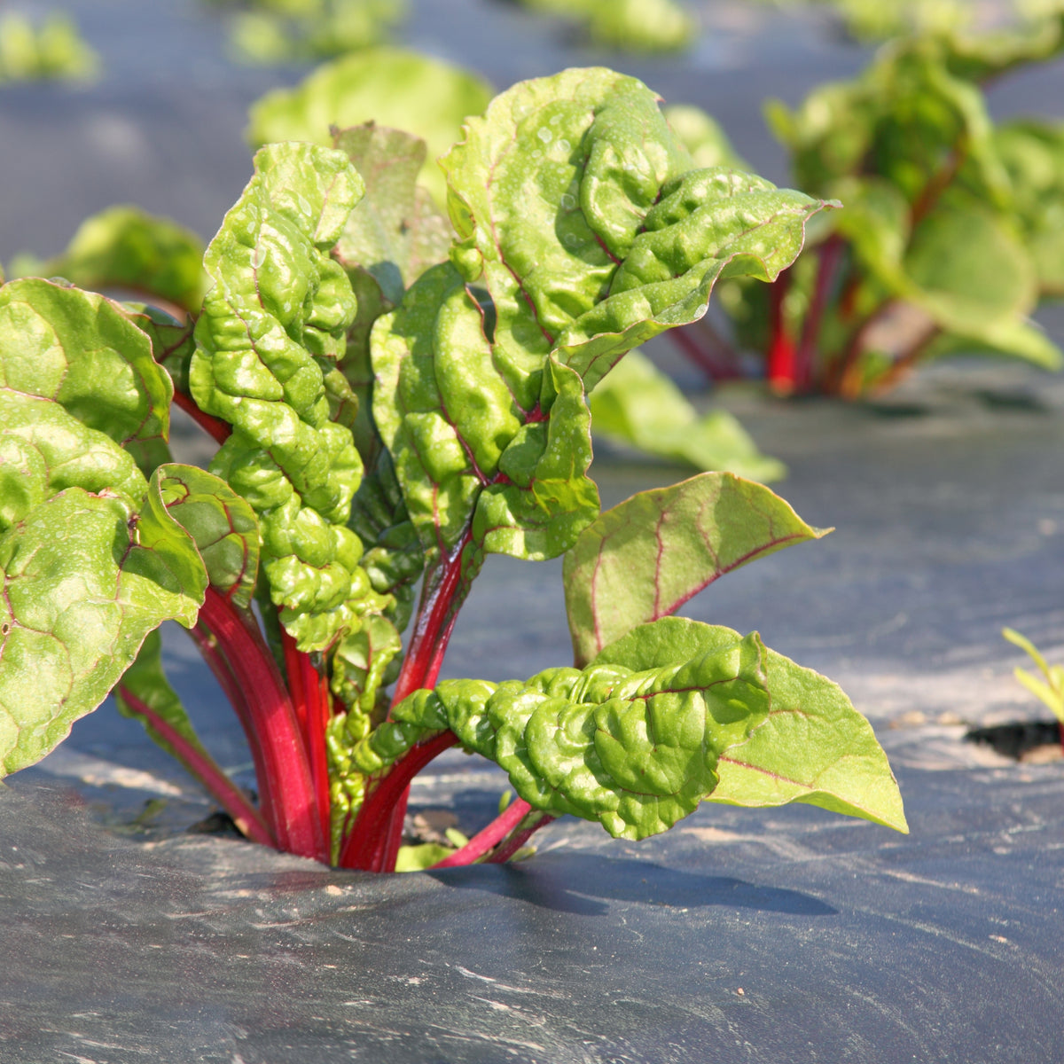 Ruby Red Chard Seeds - Biennial, Cold Resistant, 25+ seeds