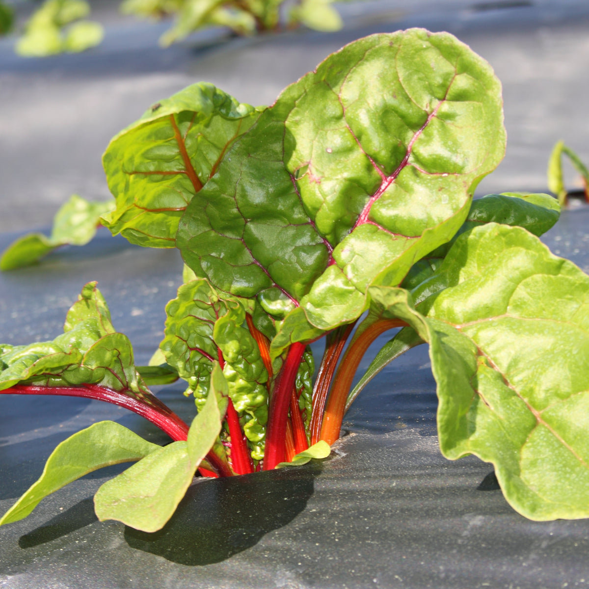 Ruby Red Chard Seeds - Biennial, Cold Resistant, 25+ seeds