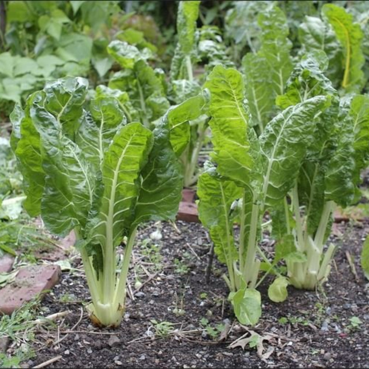 White Chard (Fordhook Giant) Seeds - Cold Resistant, Potted, 25+ seeds