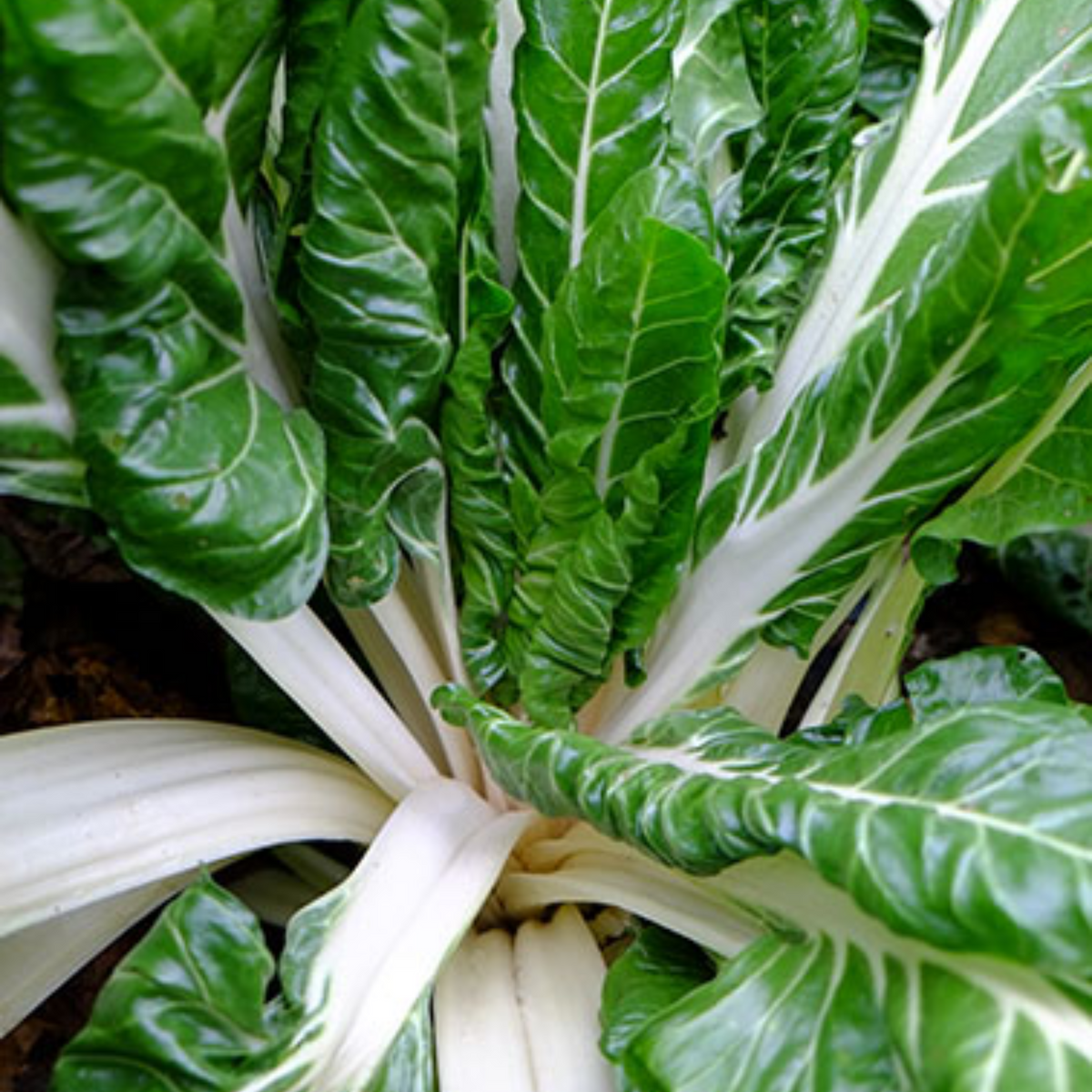 White Chard (Fordhook Giant) Seeds - Cold Resistant, Potted, 25+ seeds