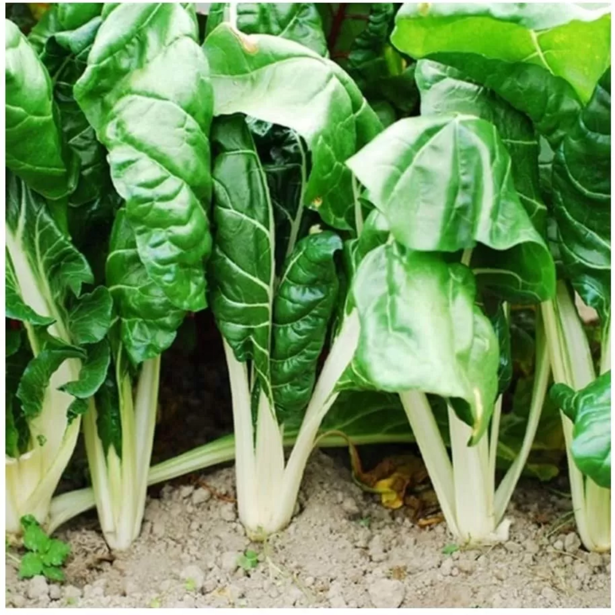 White Chard (Fordhook Giant) Seeds - Cold Resistant, Potted, 25+ seeds
