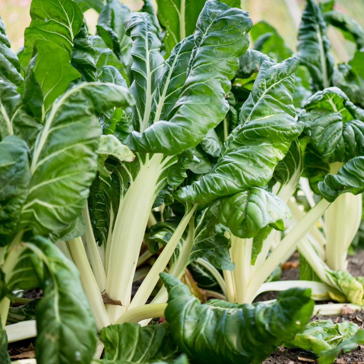 White Chard (Fordhook Giant) Seeds - Cold Resistant, Potted, 25+ seeds