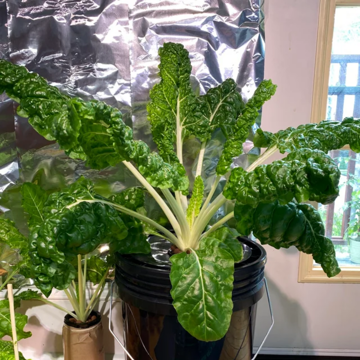 White Chard (Fordhook Giant) Seeds - Cold Resistant, Potted, 25+ seeds