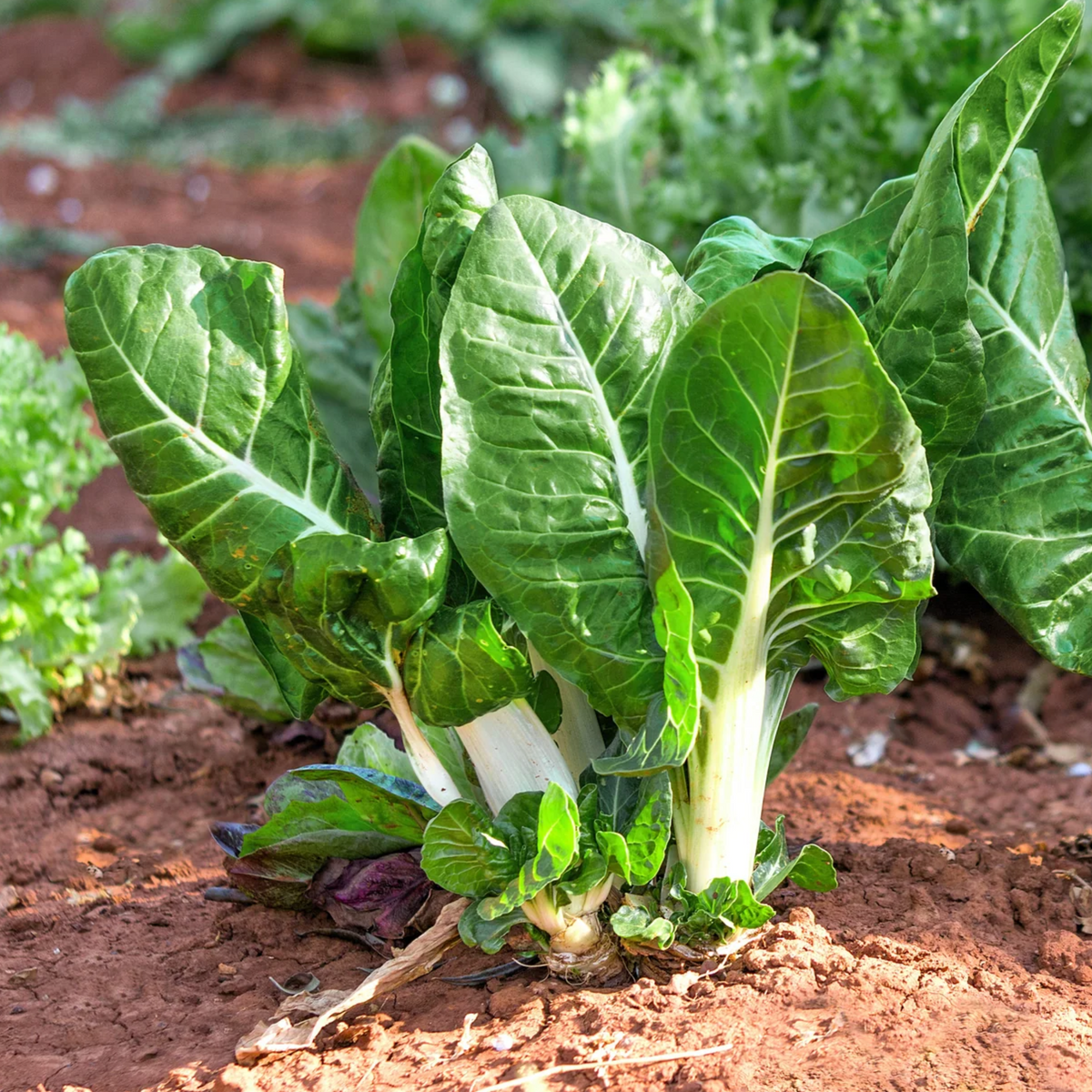 White Chard (Fordhook Giant) Seeds - Cold Resistant, Potted, 25+ seeds