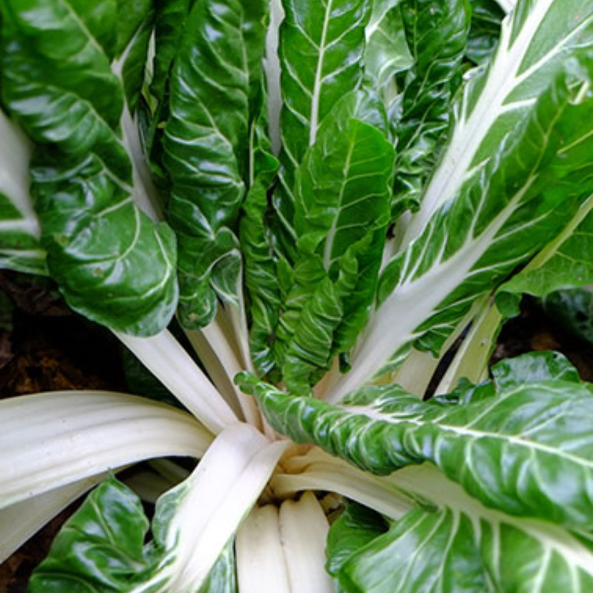 White Chard (Fordhook Giant) Seeds - Cold Resistant, Potted, 25+ seeds