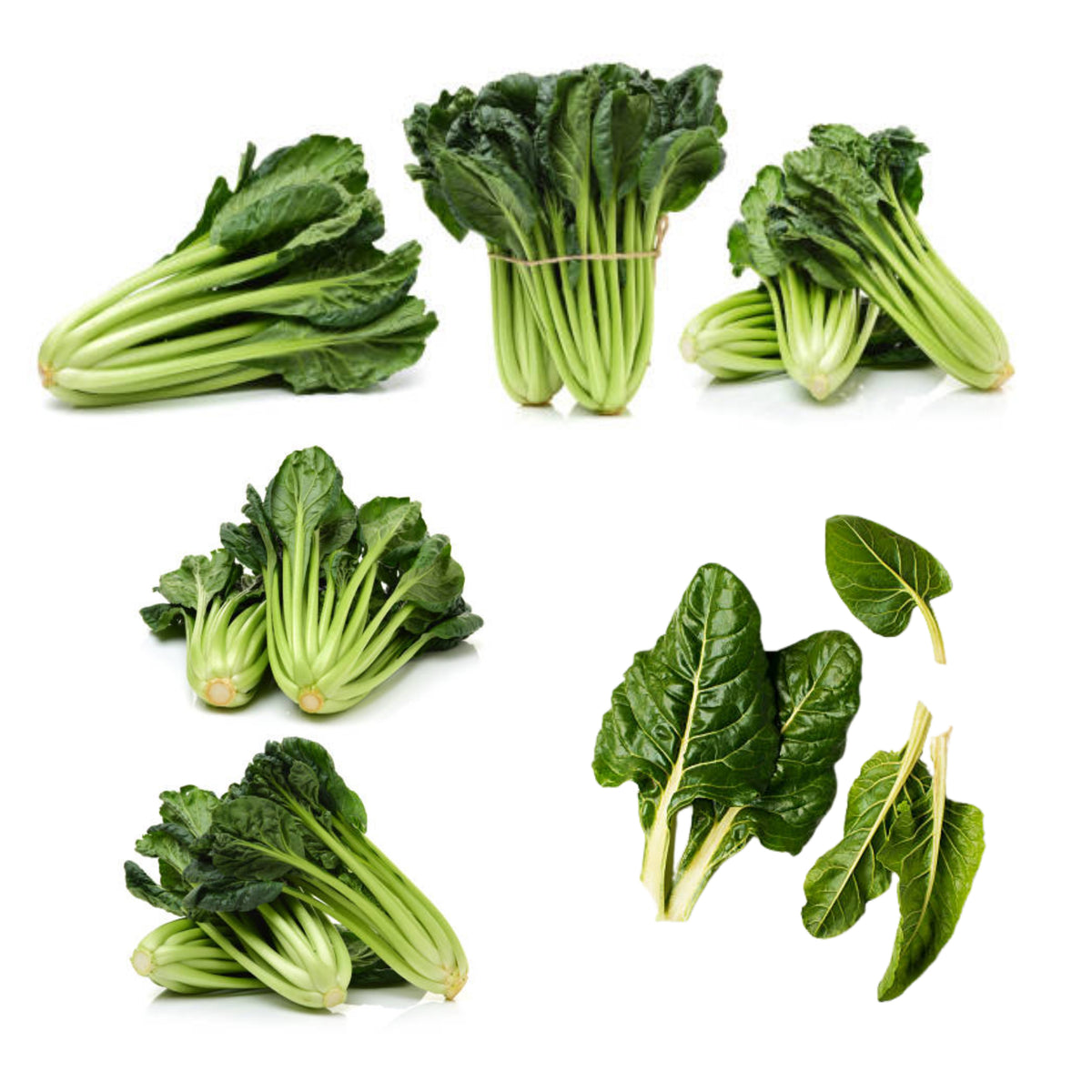 White Chard (Fordhook Giant) Seeds - Cold Resistant, Potted, 25+ seeds