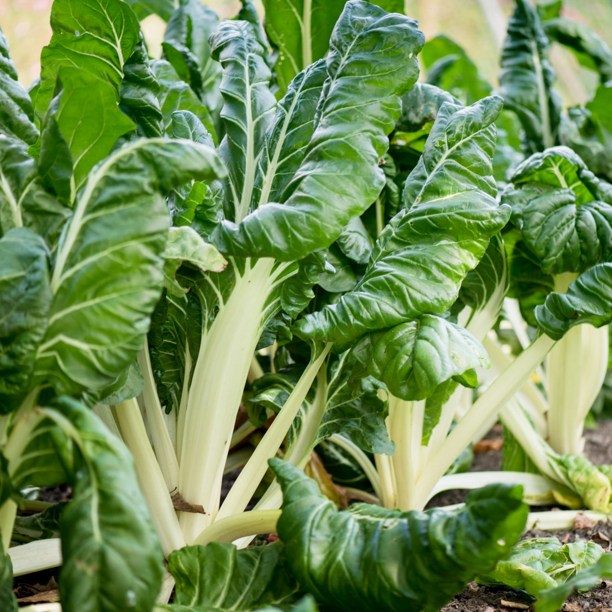 White Chard (Fordhook Giant) Seeds - Cold Resistant, Potted, 25+ seeds