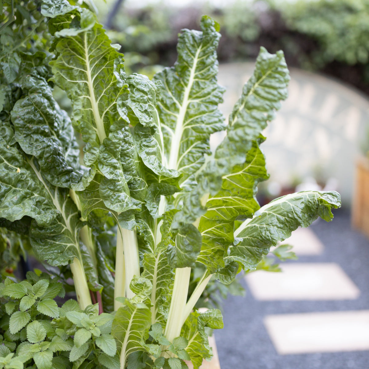 White Chard (Fordhook Giant) Seeds - Cold Resistant, Potted, 25+ seeds