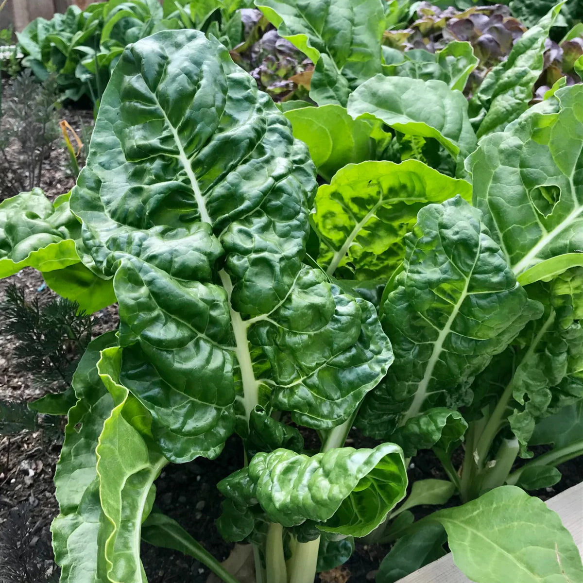 White Chard (Fordhook Giant) Seeds - Cold Resistant, Potted, 25+ seeds