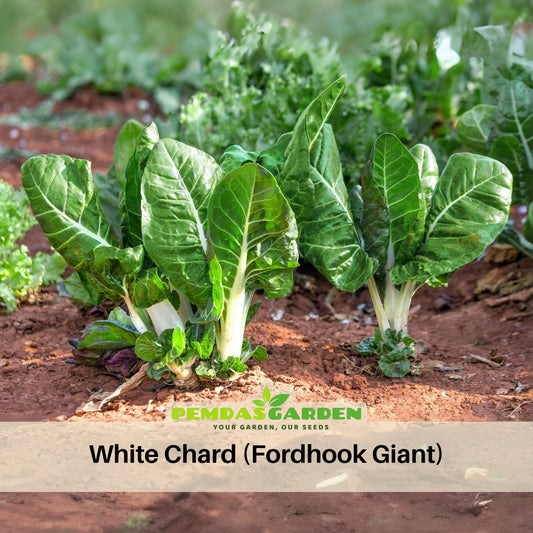White Chard (Fordhook Giant) Seeds - Cold Resistant, Potted, 25+ seeds