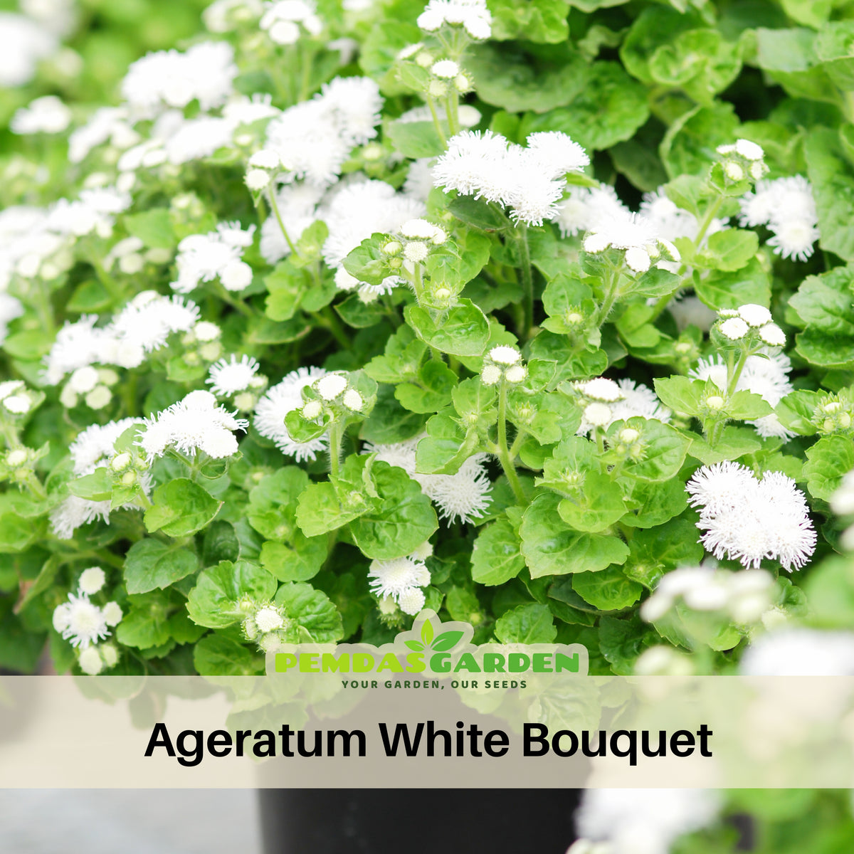 White Bouquet Ageratum Seeds - Annual, Flowering, 30+ seeds