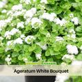 30+ Seeds| White Bouquet Ageratum - Annual - Flowering - Dwarf - Fast Growing - Potted - Plant after last frost in spring - #7