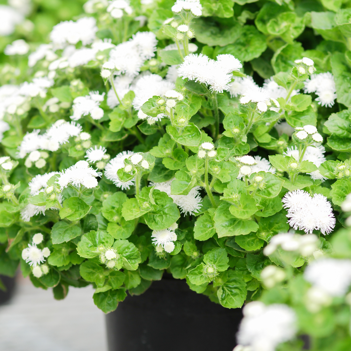 White Bouquet Ageratum Seeds - Annual, Flowering, 30+ seeds