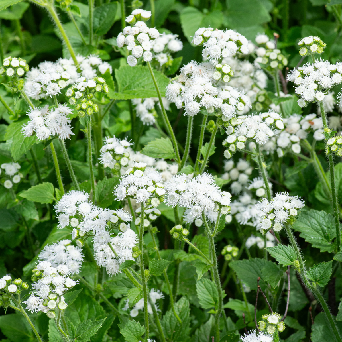 White Bouquet Ageratum Seeds - Annual, Flowering, 30+ seeds