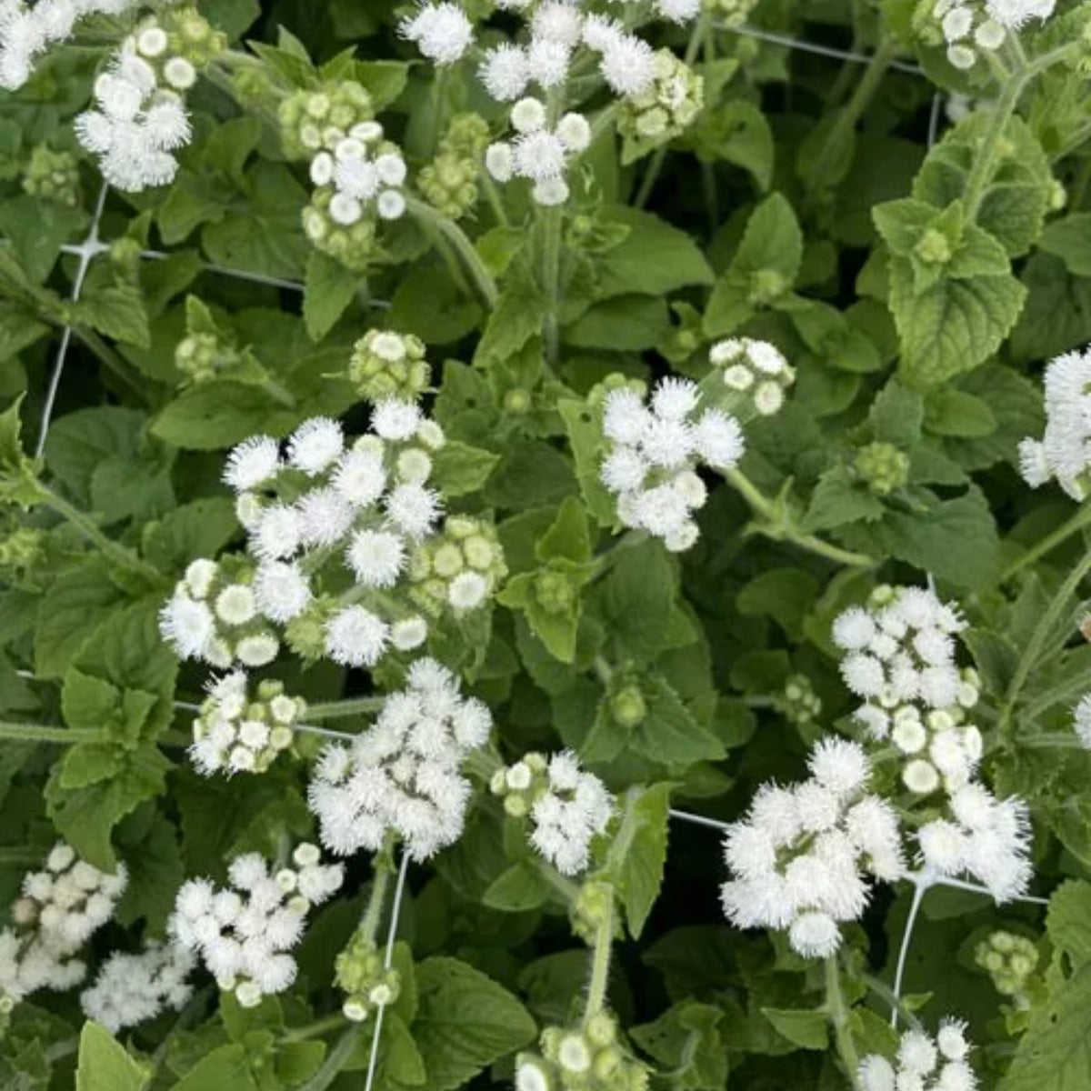 White Bouquet Ageratum Seeds - Annual, Flowering, 30+ seeds