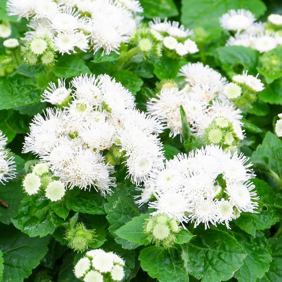 White Bouquet Ageratum Seeds - Annual, Flowering, 30+ seeds