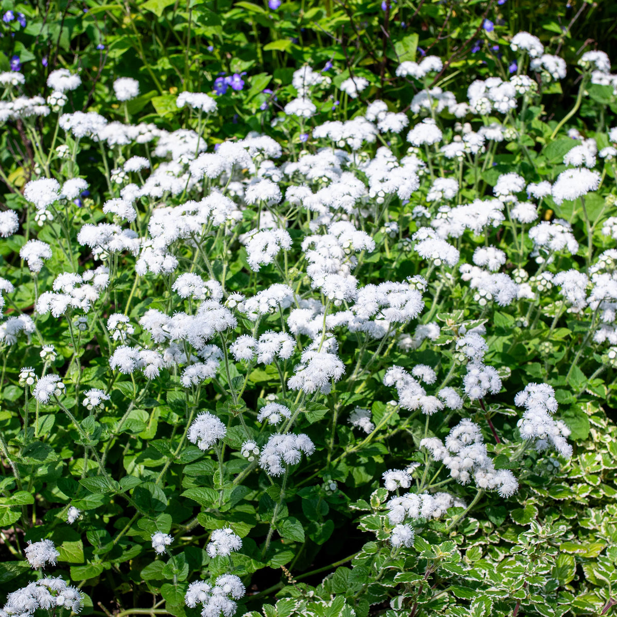 White Bouquet Ageratum Seeds - Annual, Flowering, 30+ seeds