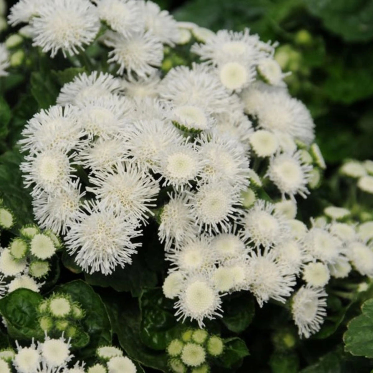 White Bouquet Ageratum Seeds - Annual, Flowering, 30+ seeds