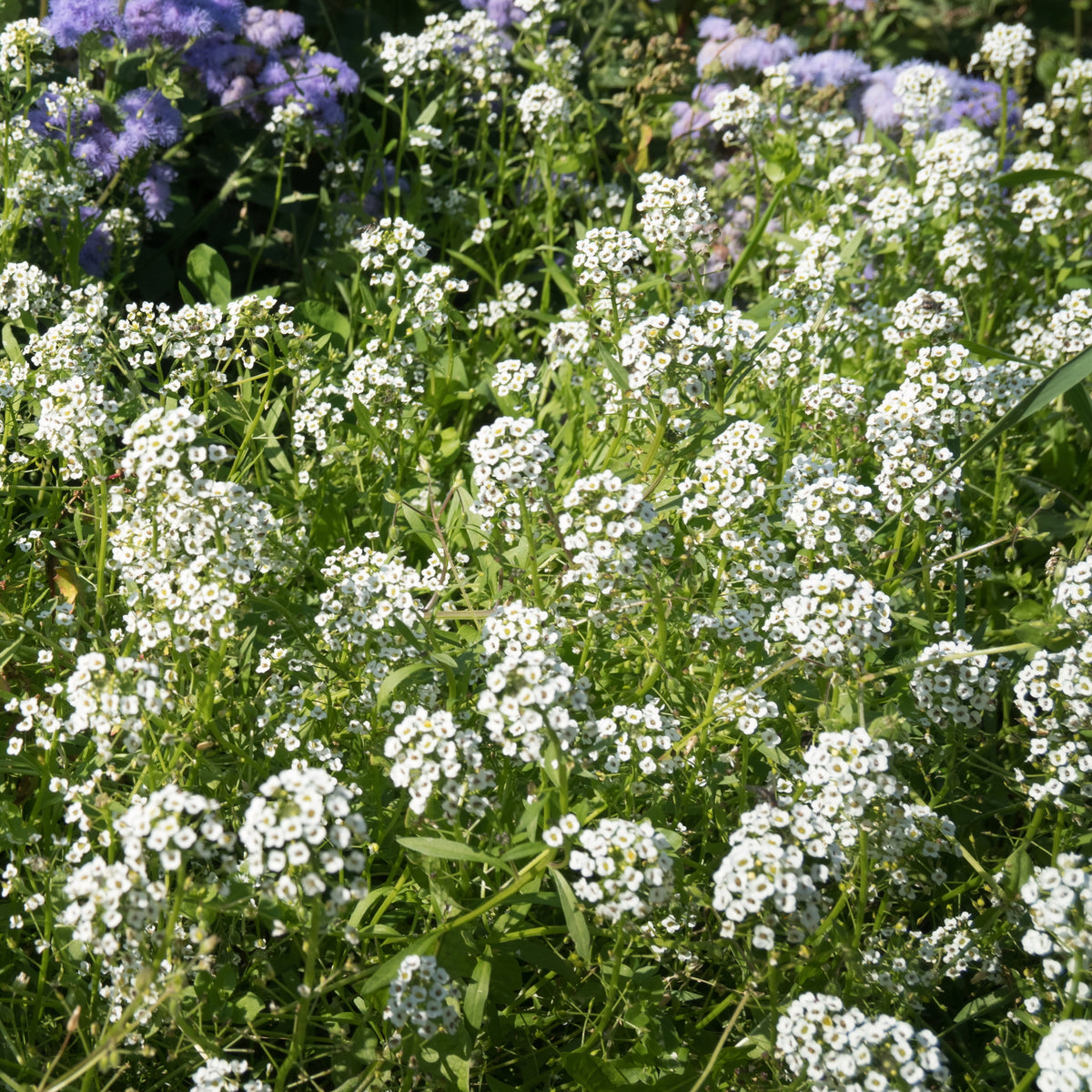 White Bouquet Ageratum Seeds - Annual, Flowering, 30+ seeds