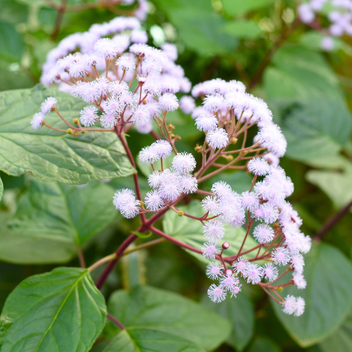 White Bouquet Ageratum Seeds - Annual, Flowering, 30+ seeds