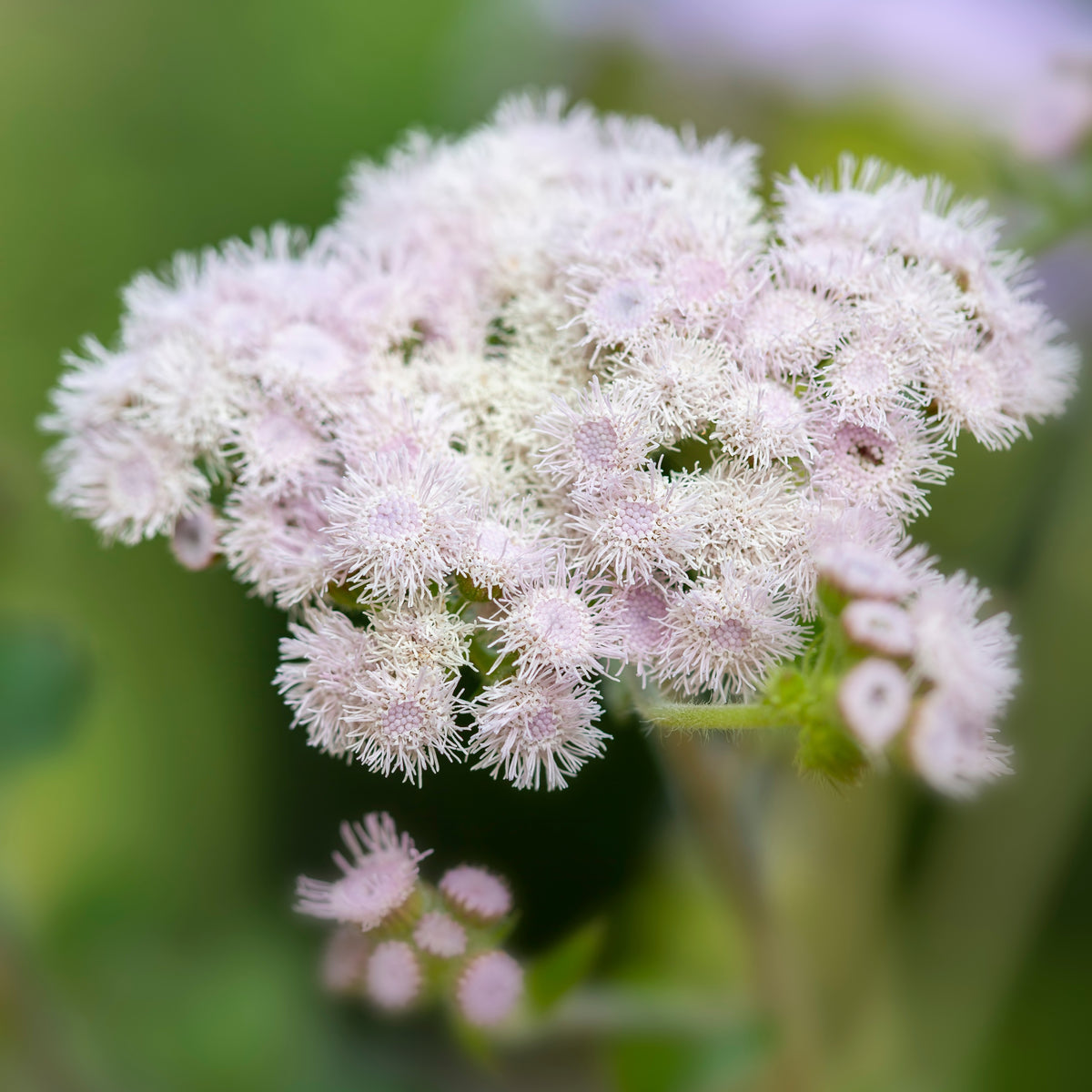 White Bouquet Ageratum Seeds - Annual, Flowering, 30+ seeds