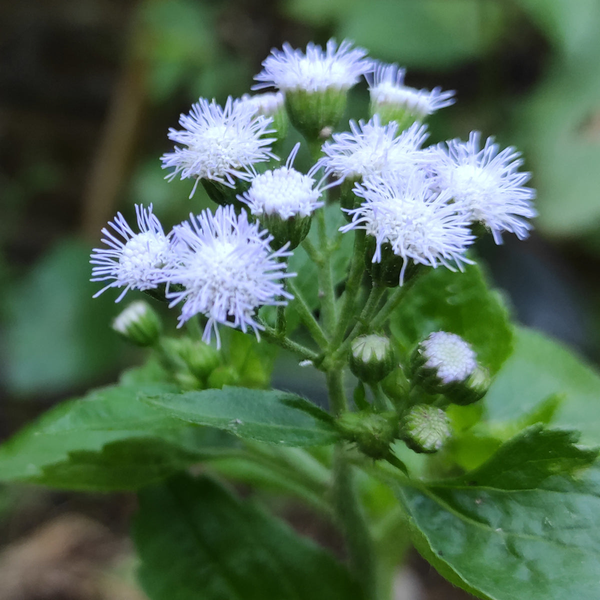 White Bouquet Ageratum Seeds - Annual, Flowering, 30+ seeds
