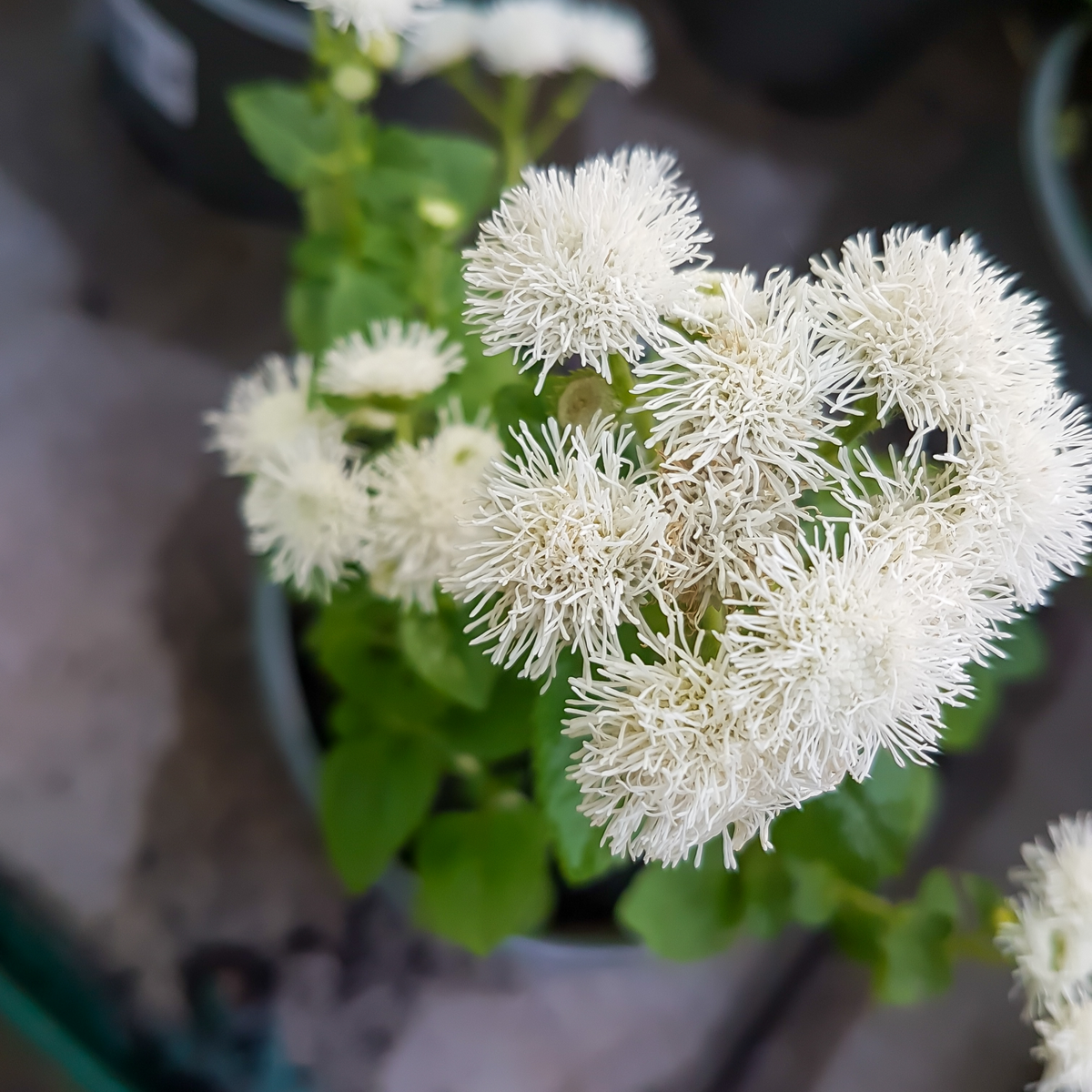 White Bouquet Ageratum Seeds - Annual, Flowering, 30+ seeds