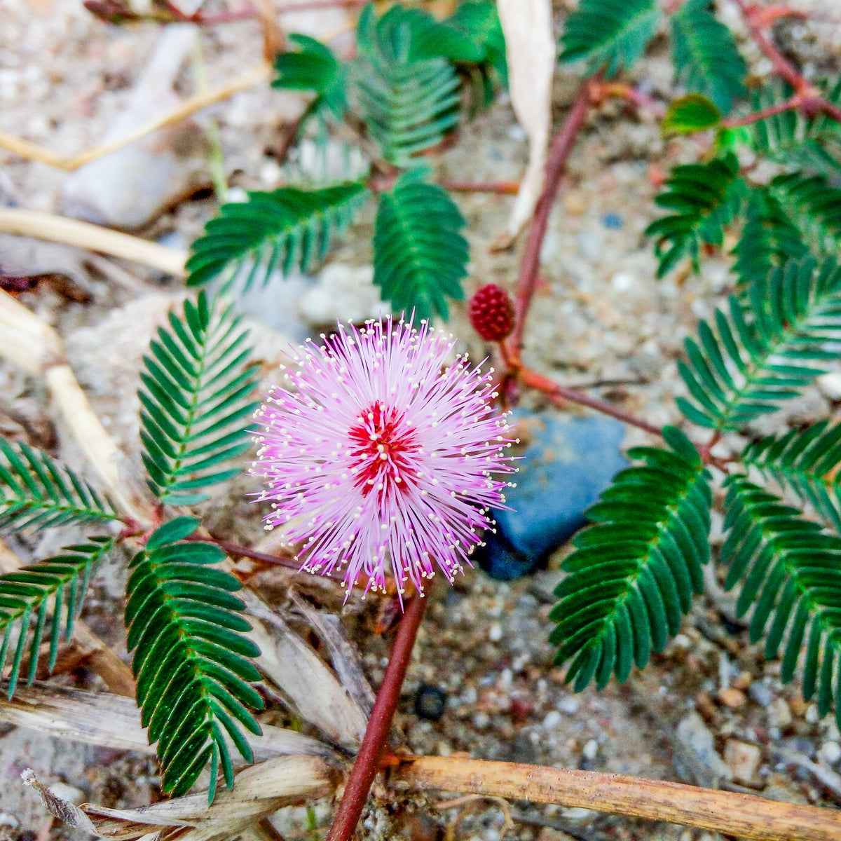 Sensitive Mimosa Seeds - Air Purifying, Flowering, 25+ seeds
