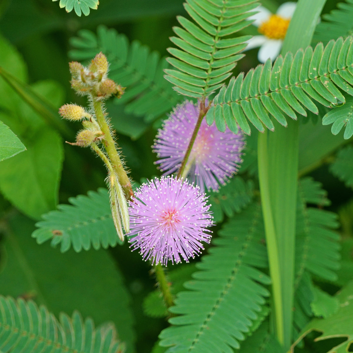 Sensitive Mimosa Seeds - Air Purifying, Flowering, 25+ seeds
