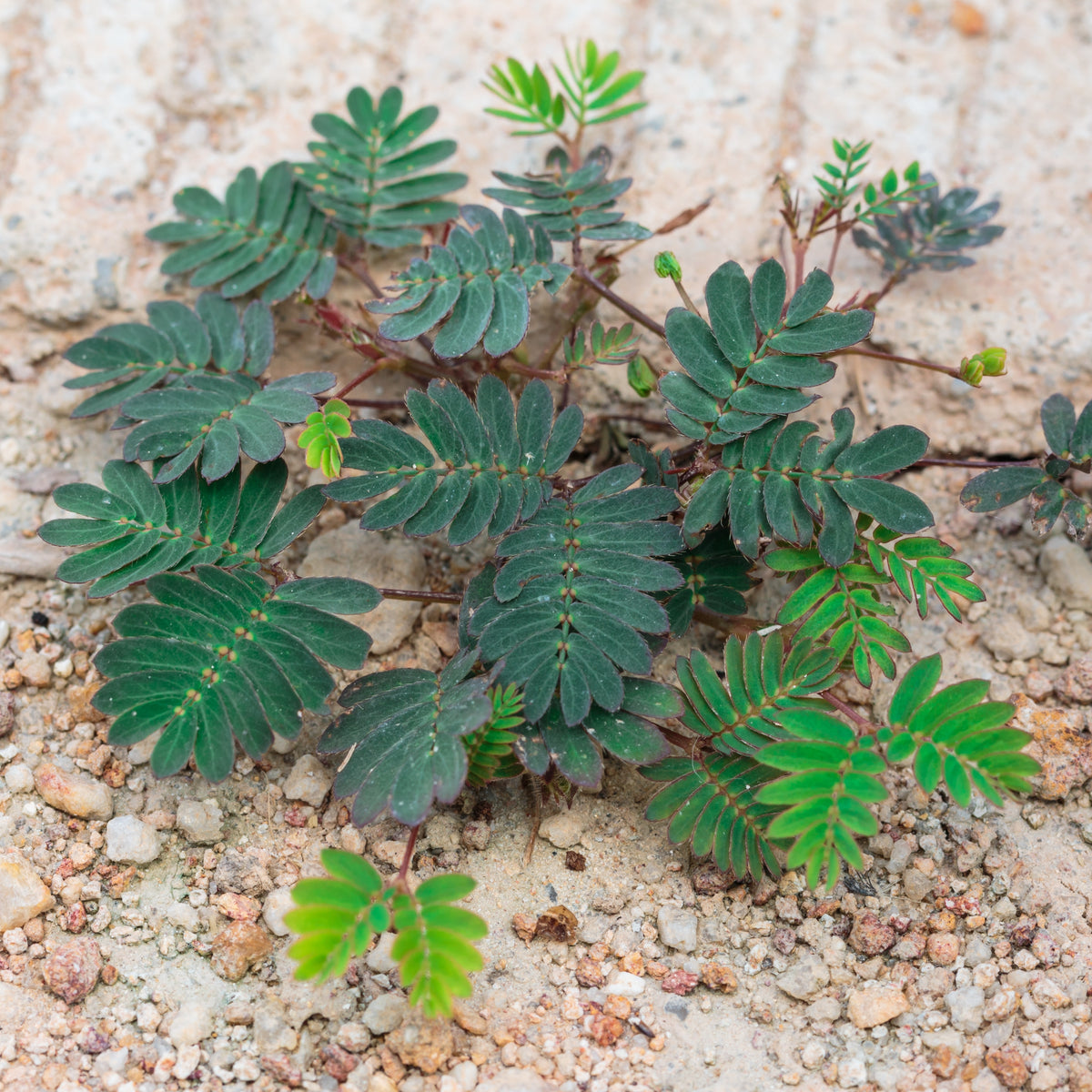 Sensitive Mimosa Seeds - Air Purifying, Flowering, 25+ seeds