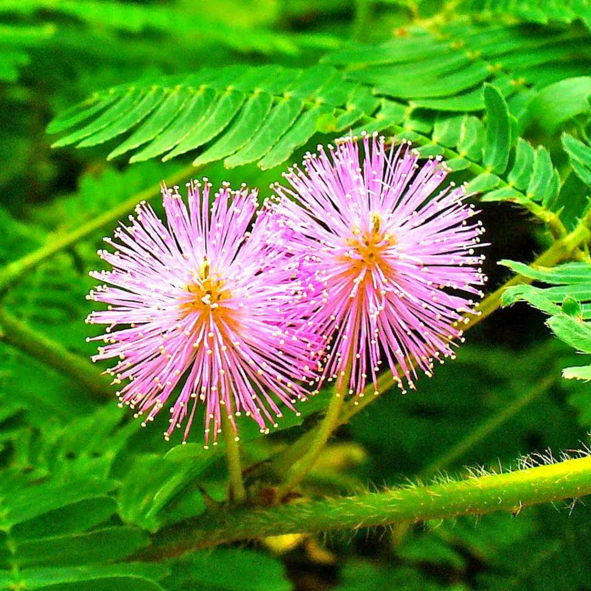 Sensitive Mimosa Seeds - Air Purifying, Flowering, 25+ seeds