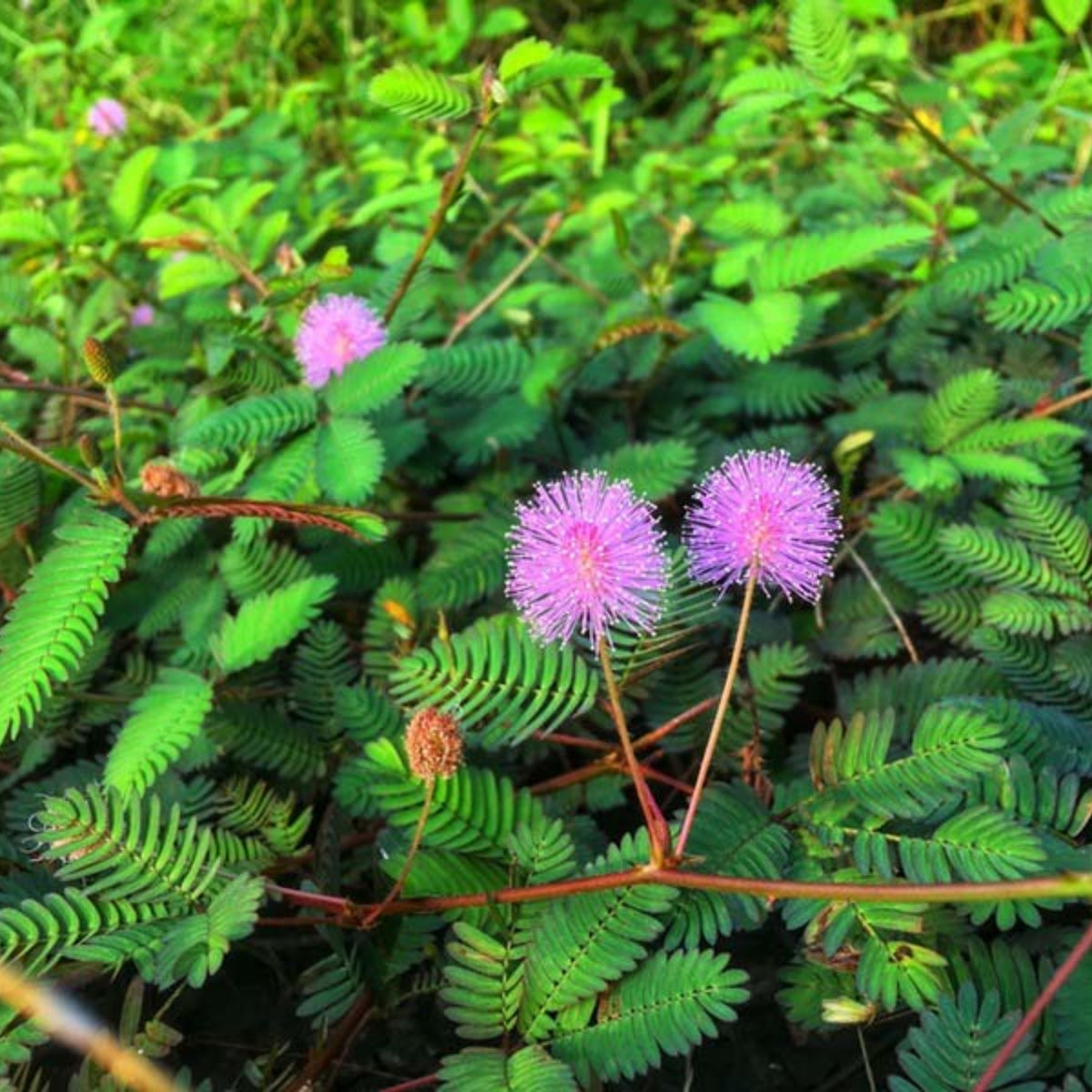 Sensitive Mimosa Seeds - Air Purifying, Flowering, 25+ seeds