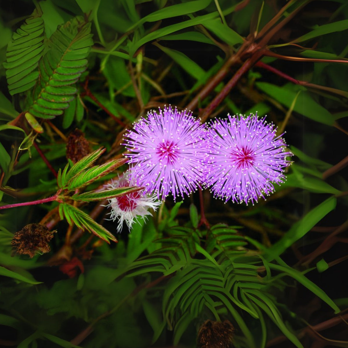Sensitive Mimosa Seeds - Air Purifying, Flowering, 25+ seeds