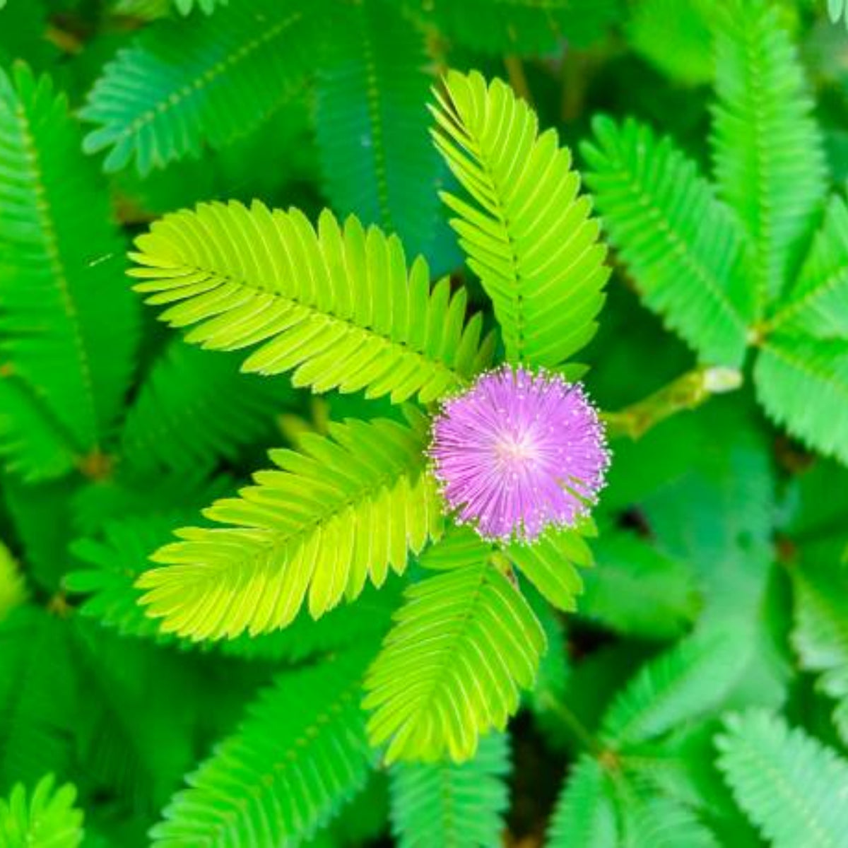 Sensitive Mimosa Seeds - Air Purifying, Flowering, 25+ seeds