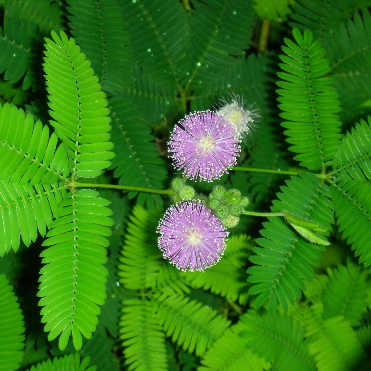 Sensitive Mimosa Seeds - Air Purifying, Flowering, 25+ seeds