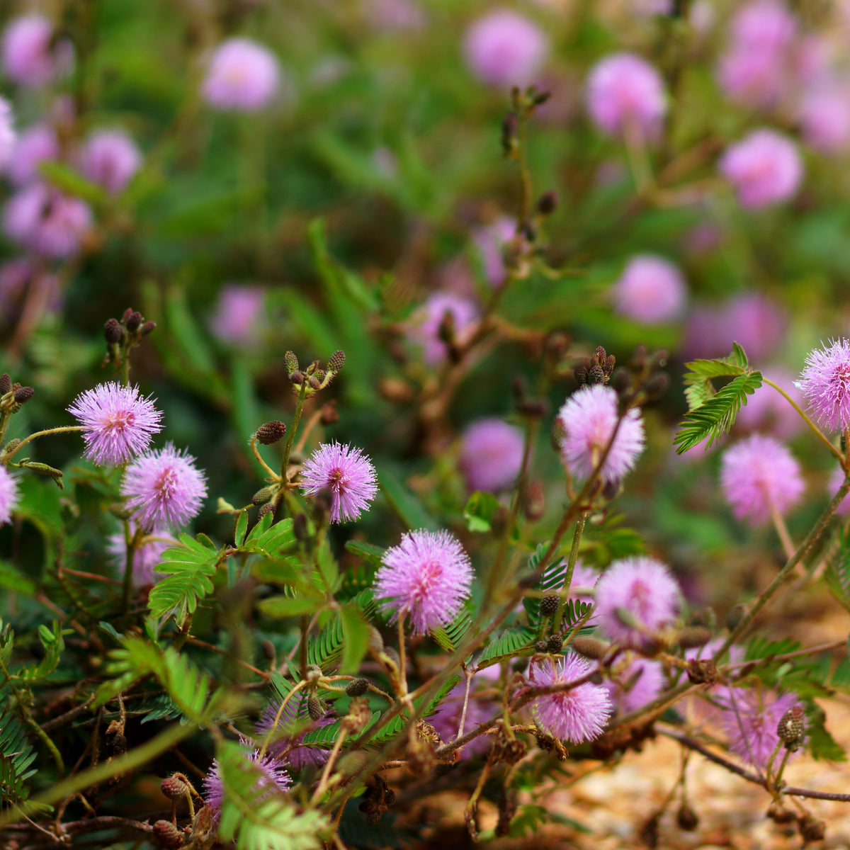 Sensitive Mimosa Seeds - Air Purifying, Flowering, 25+ seeds