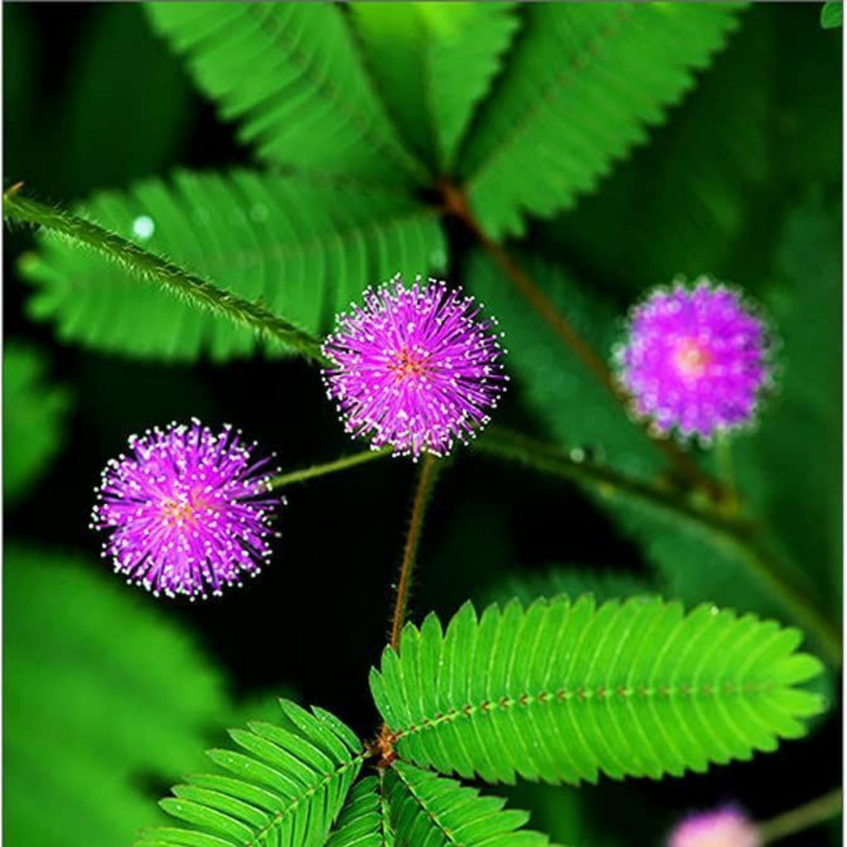 Sensitive Mimosa Seeds - Air Purifying, Flowering, 25+ seeds