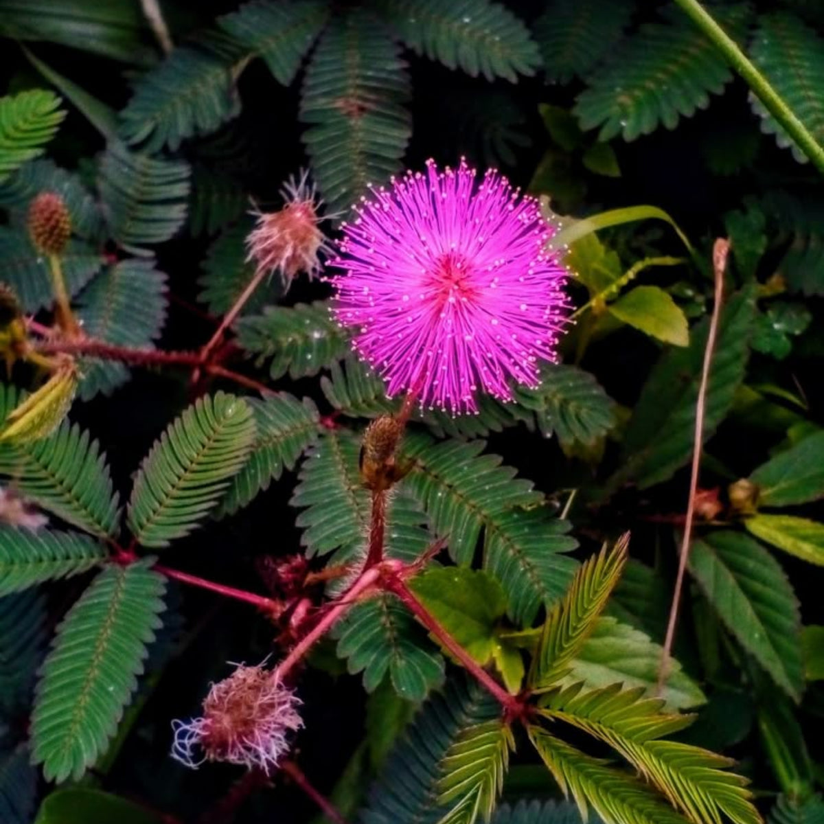Sensitive Mimosa Seeds - Air Purifying, Flowering, 25+ seeds