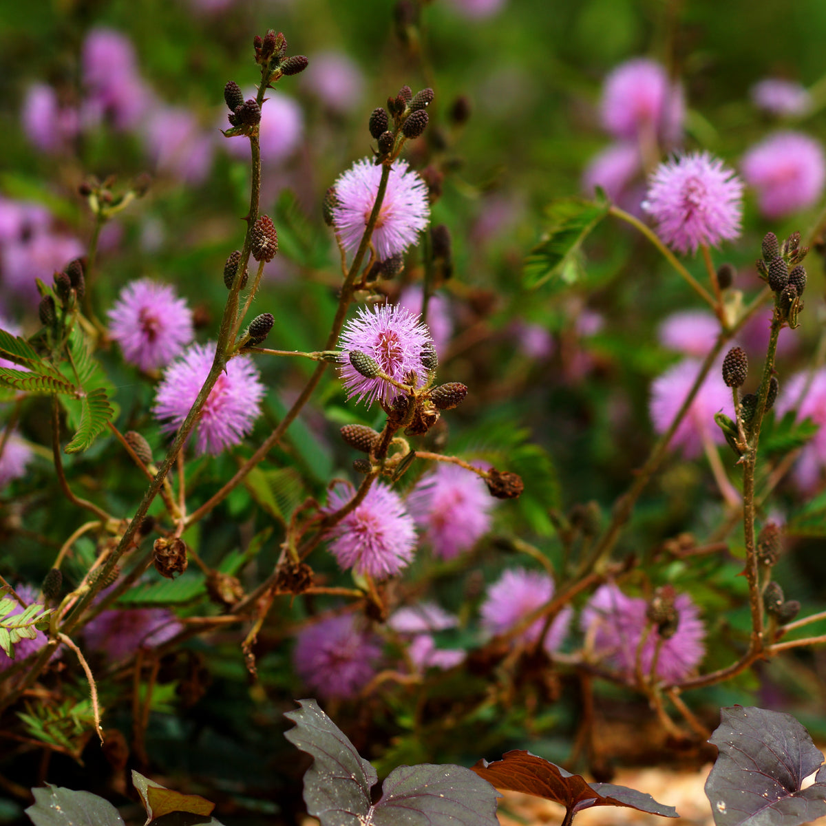 Sensitive Mimosa Seeds - Air Purifying, Flowering, 25+ seeds