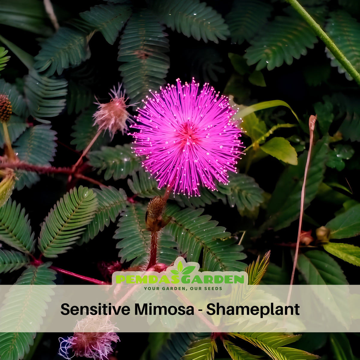 Sensitive Mimosa Seeds - Air Purifying, Flowering, 25+ seeds