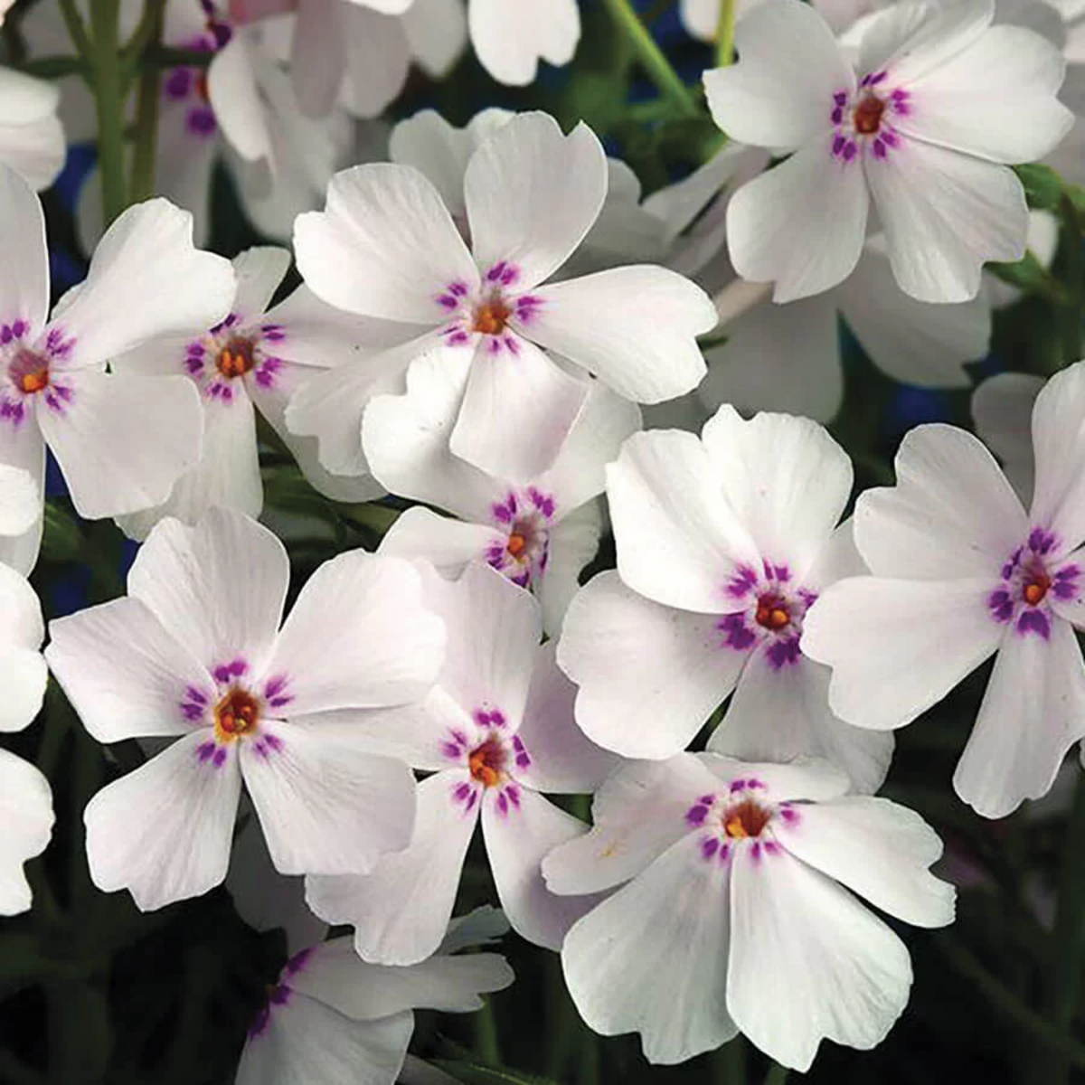25+ Seeds| Amazing Grace Creeping Phlox Seeds - Cold Resistant - Drought Resistant - Evergreen - Potted - Plant in early Spring/Fall - #83