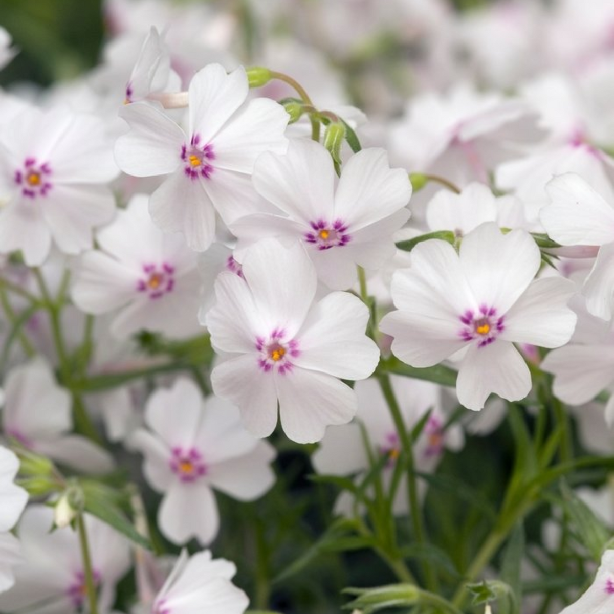 25+ Seeds| Amazing Grace Creeping Phlox Seeds - Cold Resistant - Drought Resistant - Evergreen - Potted - Plant in early Spring/Fall - #83