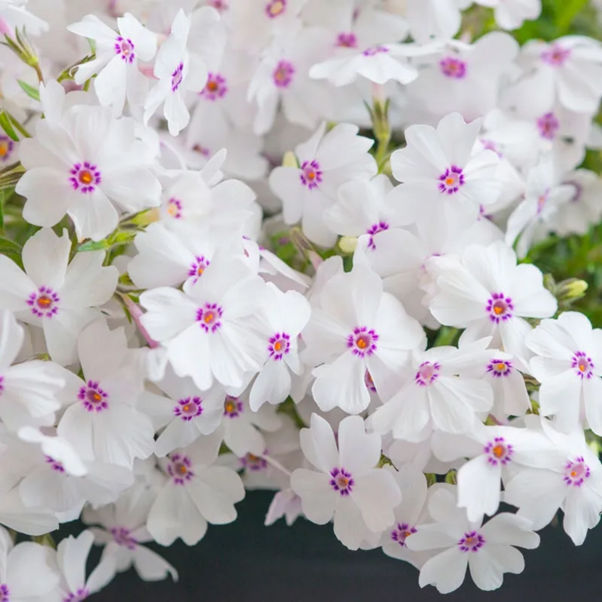 25+ Seeds| Amazing Grace Creeping Phlox Seeds - Cold Resistant - Drought Resistant - Evergreen - Potted - Plant in early Spring/Fall - #83