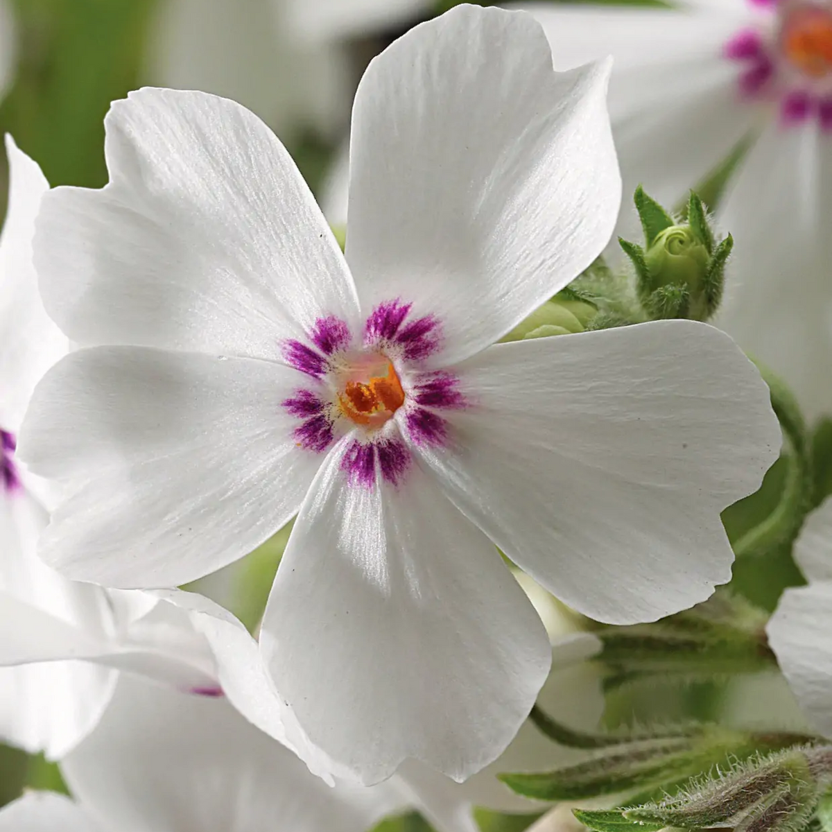 25+ Seeds| Amazing Grace Creeping Phlox Seeds - Cold Resistant - Drought Resistant - Evergreen - Potted - Plant in early Spring/Fall - #83