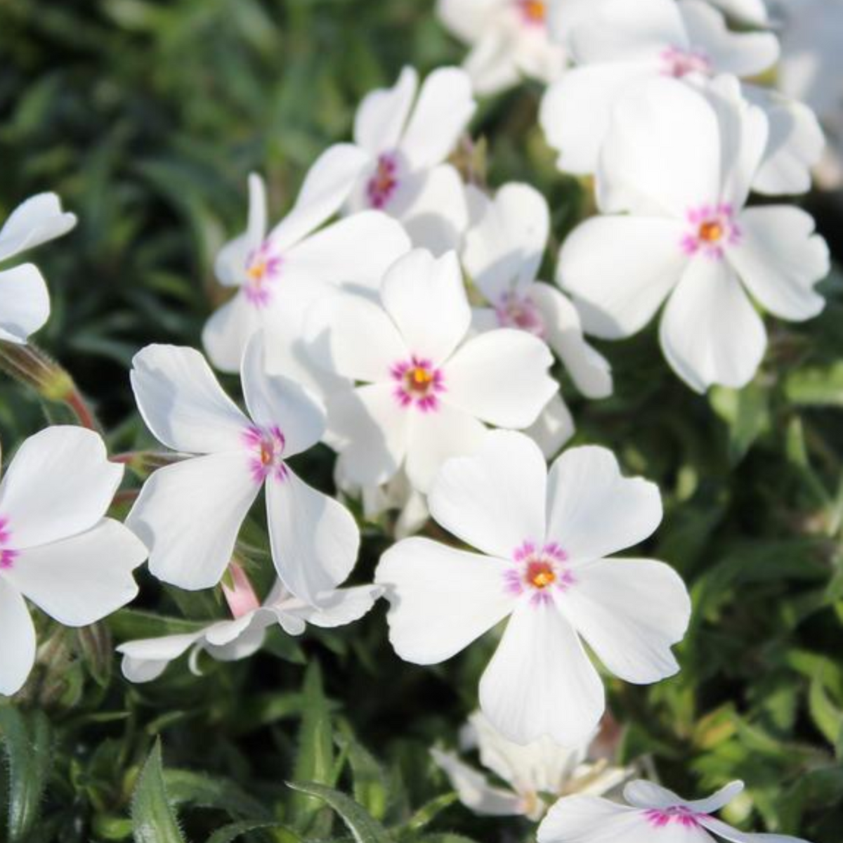 25+ Seeds| Amazing Grace Creeping Phlox Seeds - Cold Resistant - Drought Resistant - Evergreen - Potted - Plant in early Spring/Fall - #83