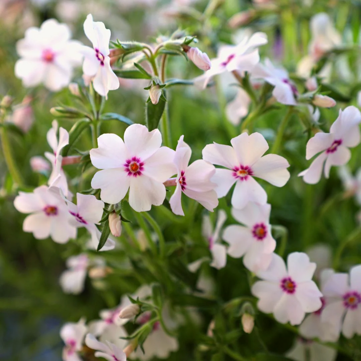 25+ Seeds| Amazing Grace Creeping Phlox Seeds - Cold Resistant - Drought Resistant - Evergreen - Potted - Plant in early Spring/Fall - #83