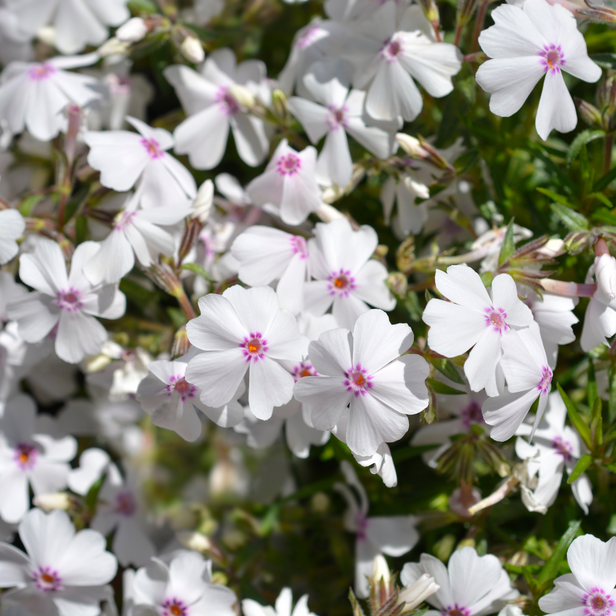 25+ Seeds| Amazing Grace Creeping Phlox Seeds - Cold Resistant - Drought Resistant - Evergreen - Potted - Plant in early Spring/Fall - #83