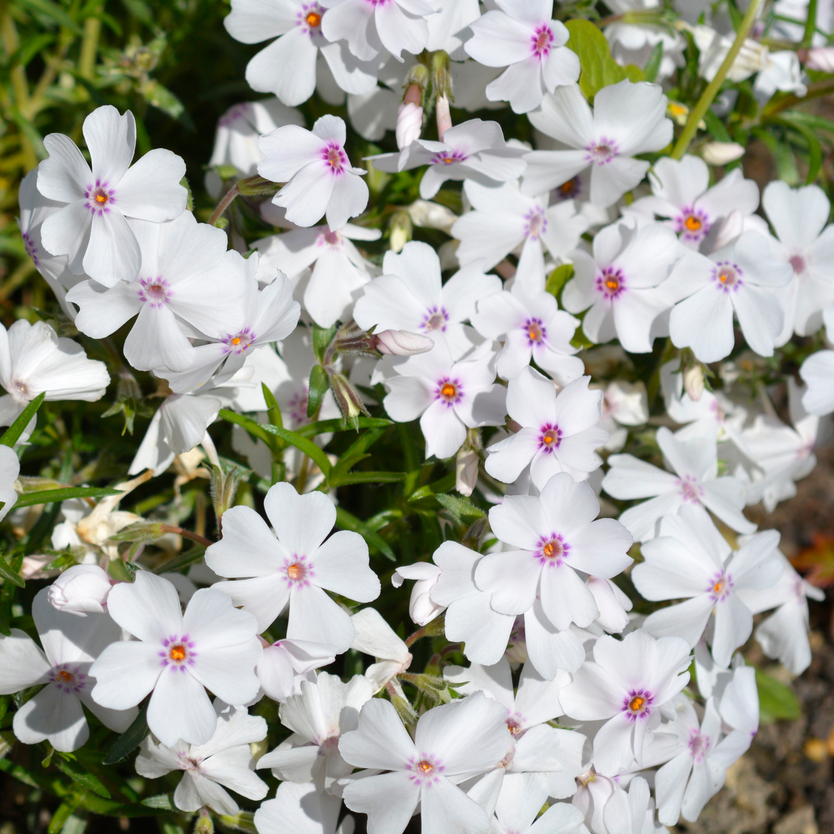 25+ Seeds| Amazing Grace Creeping Phlox Seeds - Cold Resistant - Drought Resistant - Evergreen - Potted - Plant in early Spring/Fall - #83