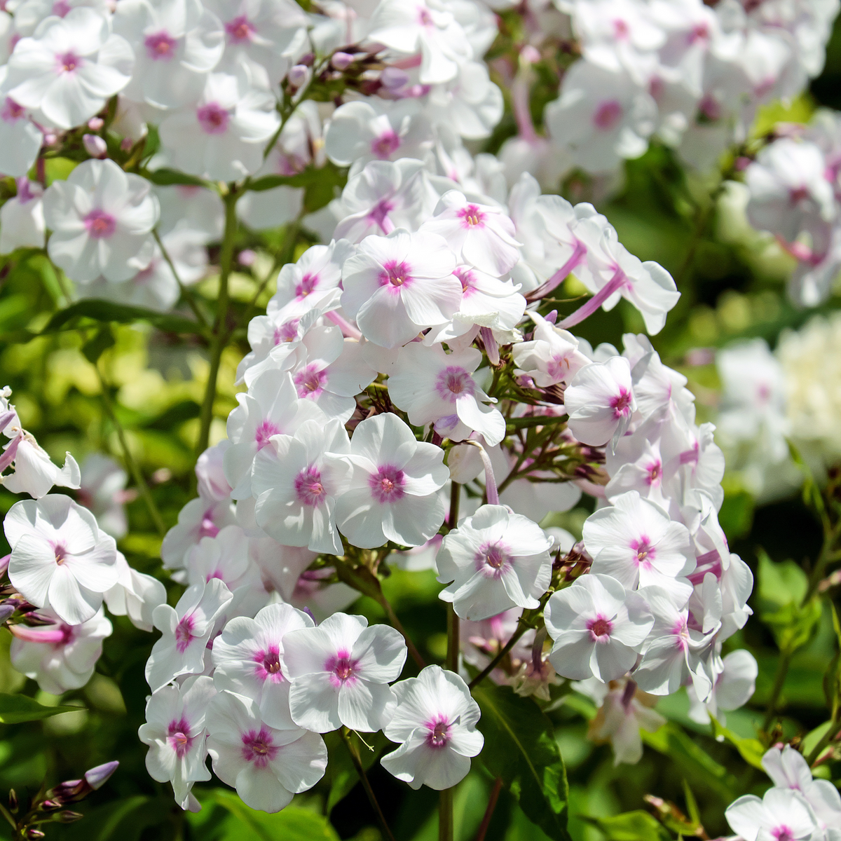 25+ Seeds| Amazing Grace Creeping Phlox Seeds - Cold Resistant - Drought Resistant - Evergreen - Potted - Plant in early Spring/Fall - #83