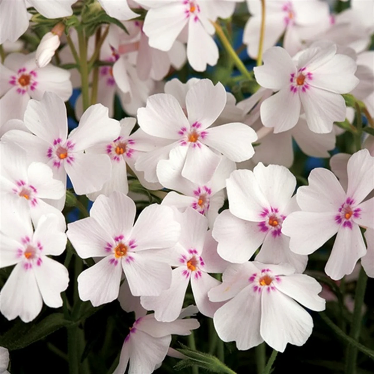 25+ Seeds| Amazing Grace Creeping Phlox Seeds - Cold Resistant - Drought Resistant - Evergreen - Potted - Plant in early Spring/Fall - #83